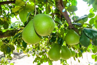 Tarım çiftliği bahçesindeki Pomelo meyvesi ya da Shaddock ağacı, Hualien Tayvan.