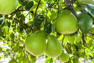 Tarım çiftliği bahçesindeki Pomelo meyvesi ya da Shaddock ağacı, Hualien Tayvan.