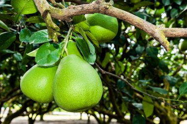 Tayvan 'da Hualien' daki zeytin ağacında sallanan olgun yeşil bir çiçek..