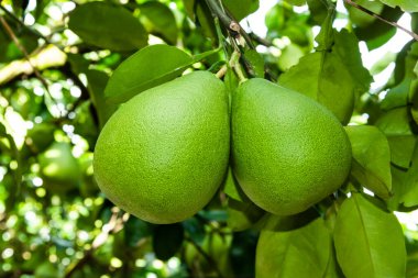 Tayvan 'da Hualien' daki zeytin ağacında sallanan olgun yeşil bir çiçek..