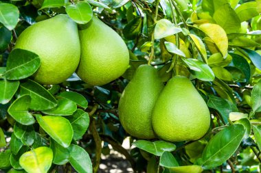 Tayvan 'da Hualien' daki zeytin ağacında sallanan olgun yeşil bir çiçek..