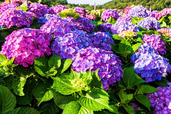 台湾阳明山国家公园的紫色水仙花盛开美丽 — 图库照片