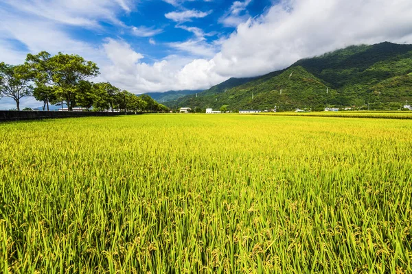 Ripe Paddy Πεδίο Φόντο Βουνά Κάτω Από Blue Sky Ταϊβάν — Φωτογραφία Αρχείου