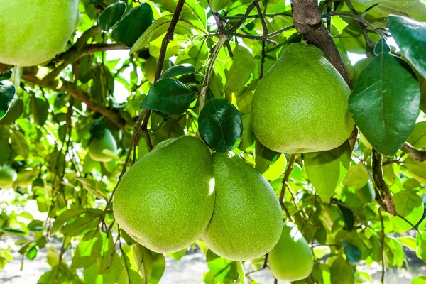 Tarım çiftliği bahçesindeki Pomelo meyvesi ya da Shaddock ağacı, Hualien Tayvan.