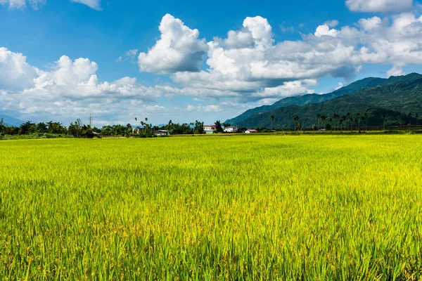 Große Fläche Reisfeld Mit Bergen Hintergrund Unter Dem Blauen Himmel — Stockfoto