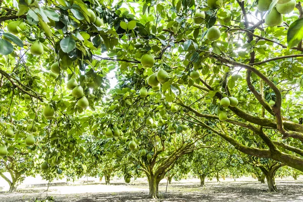 Drzewo Owocowe Pomelo Lub Cieniste Ogrodzie Plantacji Rolniczej Hualien Taiwan — Zdjęcie stockowe