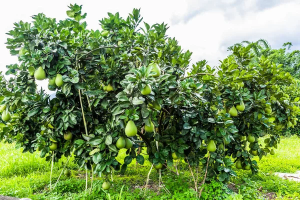 花莲台湾农业种植园园中的石榴果或黑松 — 图库照片