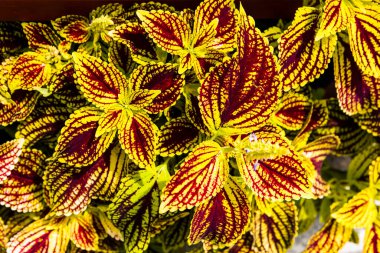 Coleus yapraklarına yakın çekim (Isırgan otu boyası, alev ısırganı))