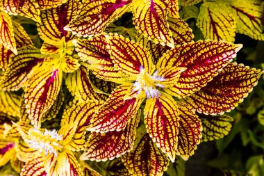 Coleus yapraklarına yakın çekim (Isırgan otu boyası, alev ısırganı))