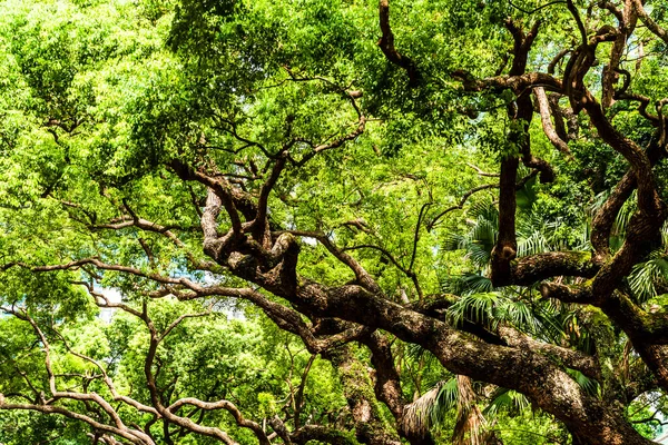 Низкий Угол Обзора Зеленых Деревьев Качестве Фона — стоковое фото