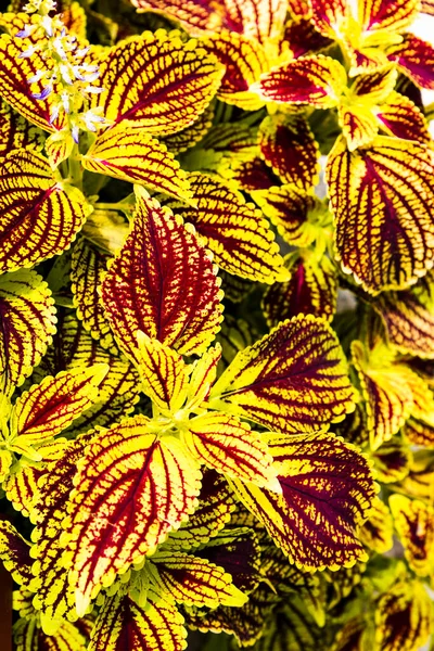 Primo Piano Delle Foglie Coleus Ortica Dipinta Ortica Fiammeggiante — Foto Stock