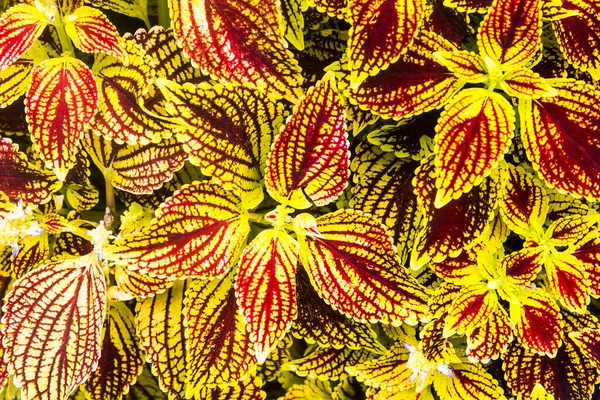 Close Van Coleus Bladeren Geverfde Brandnetel Vlam Brandnetel — Stockfoto