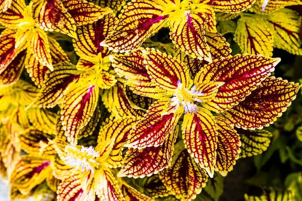 Close Van Coleus Bladeren Geverfde Brandnetel Vlam Brandnetel — Stockfoto