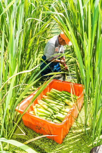 Agricultor Está Colhendo Água Bambu Zizania Latifolia Campo — Fotografia de Stock