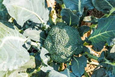 Tarlada yeşil yapraklı karnabahara yakın çekim.