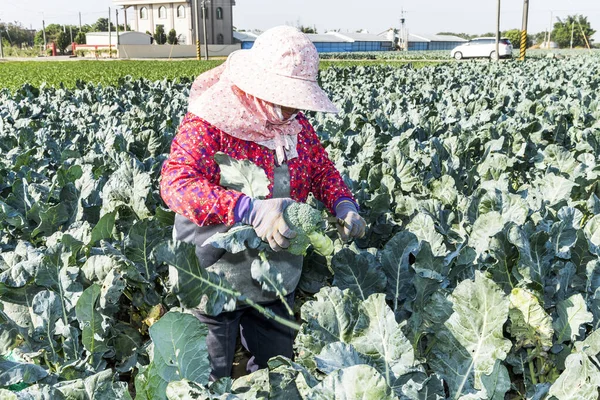 Фермер Собирает Зеленую Цветную Капусту Поле Тайвань — стоковое фото