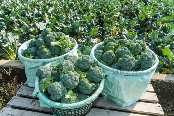 Fresh green cauliflower growing of the field in taiwan. Landscape with field full of ripe green Romanesco broccoli or Roman cauliflower.