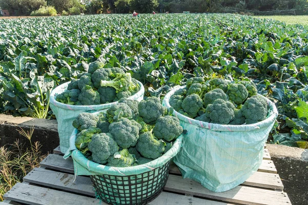 Landscape with field full of ripe green Romanesco broccoli or Roman cauliflower. The farmer harvesting the green cauliflower in the field, Taiwan.