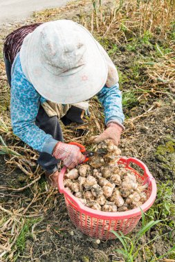 Çiftçi tarlada sarımsak topluyor. Yunlin County, Tayvan 'da.