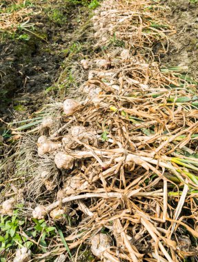 Tayvan 'ın Yunlin ilçesindeki tarlada toplanmış, kökleri ve kökleri olan bir sürü olgun sarımsak tohumu var..