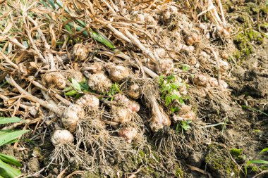  Tayvan 'ın Yunlin ilçesindeki tarlada toplanmış, kökleri ve kökleri olan bir sürü olgun sarımsak tohumu var..