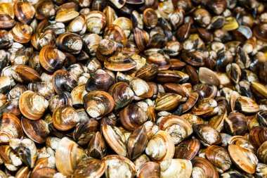 Sepette taze çiğ midyeler, Kaohsiung, Tayvan 'daki Qianzhen balık pazarı açık artırma sahnesi.