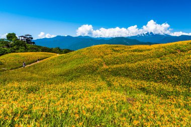Tayvan, Hualien 'daki Liushishi Dağı' ndaki güzel zambakların manzarası. Hualien 'ın en ünlü eğlencelerinden biri..