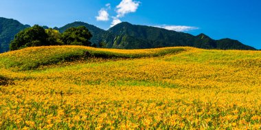 Tayvan, Hualien 'ın Liushishi Dağı' ndaki güzel zambakların manzarası.