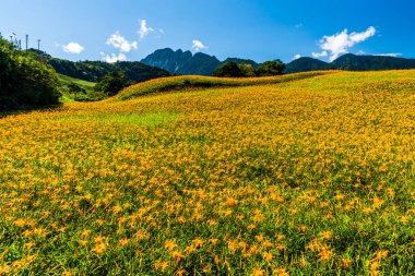 Tayvan, Hualien 'daki Liushishi Dağı' ndaki güzel zambakların manzarası. Hualien 'ın en ünlü eğlencelerinden biri..