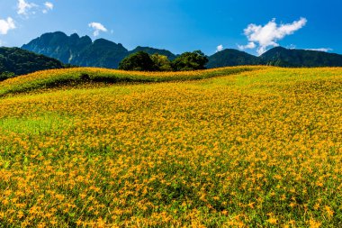 Tayvan, Hualien 'ın Liushishi Dağı' ndaki güzel zambakların manzarası.