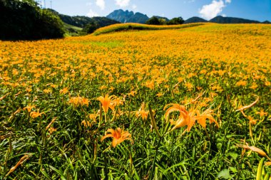 Tayvan, Hualien 'ın Liushishi Dağı' ndaki güzel zambakların manzarası.
