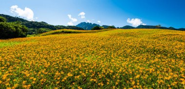 Tayvan, Hualien 'daki Liushidan Dağı' ndaki güzel sarı zambakların (gündüz zambakları) görüntüsü. Hualien 'ın en ünlü eğlencelerinden biri..