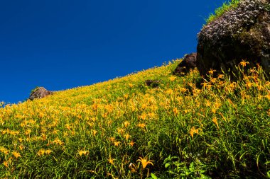 Tayvan, Hualien 'daki Liushishi Dağı' ndaki güzel zambakların manzarası. Hualien 'ın en ünlü eğlencelerinden biri..