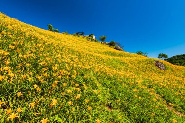 Tayvan, Hualien 'daki Liushishi Dağı' ndaki güzel zambakların manzarası. Hualien 'ın en ünlü eğlencelerinden biri..
