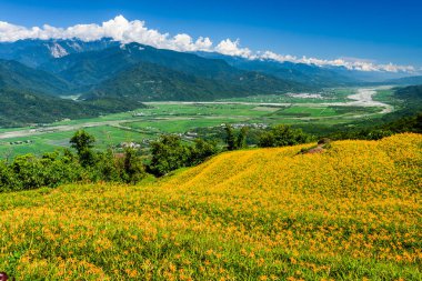 Tayvan, Hualien 'ın Liushishi Dağı' ndaki güzel zambakların manzarası.