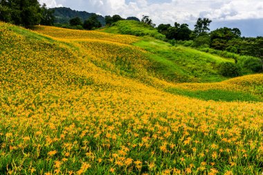 Hualien, Tayvan 'ın Chike Dağı' ndaki (Jinzhen Dağı) güzel zambaklar.