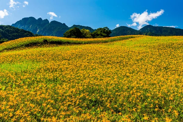 Vista Bellissimi Gigli Diurni Nella Montagna Liushishi Hualien Taiwan — Foto Stock