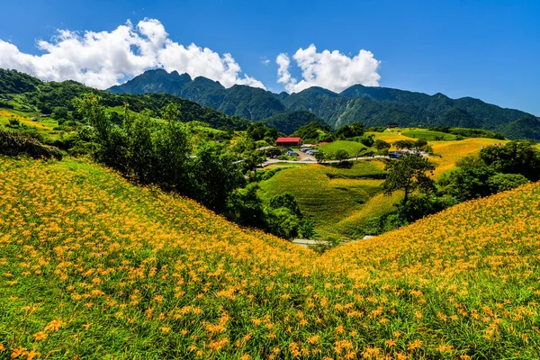 Tayvan, Hualien 'ın Liushishi Dağı' ndaki güzel zambakların manzarası.
