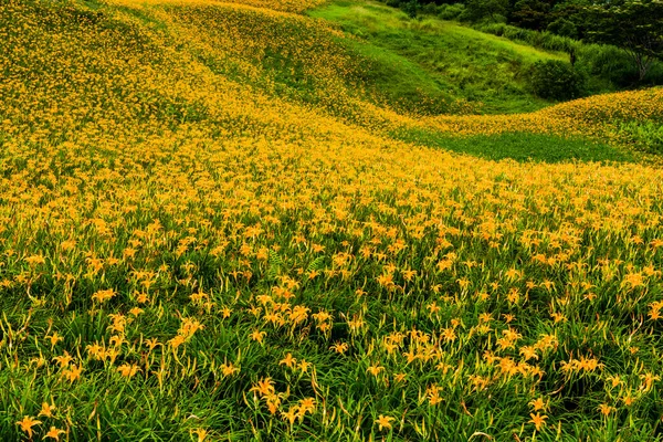 Belos Daylilies Montanha Chike Montanha Jinzhen Hualien Taiwan — Fotografia de Stock