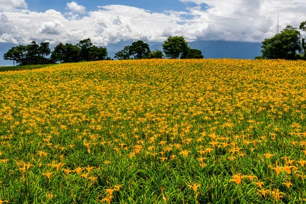 Bellissimi Gigli Diurni Nella Montagna Chike Jinzhen Mountain Hualien Taiwan — Foto Stock