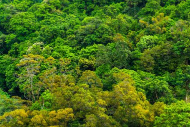 arka plan olarak güzel yeşil orman