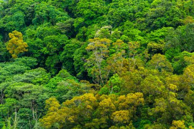 arka plan olarak güzel yeşil orman.
