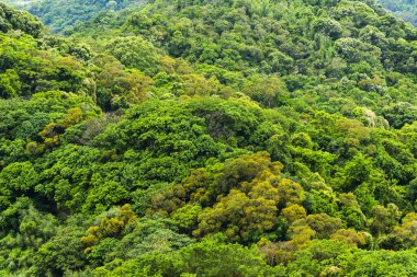 arka plan olarak güzel yeşil orman