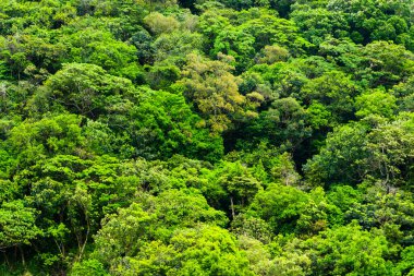 arka plan olarak güzel yeşil orman