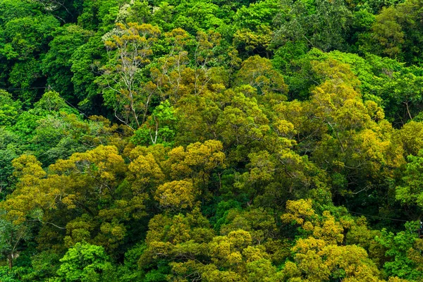 Het Prachtige Groene Bos Als Achtergrond — Stockfoto