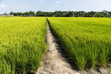 Tayvan, Taipei 'deki Nishi Honggan-ji Tapınağı' nın çan kulesinin manzarası. Nishi Honggan-ji Tapınağı Japon yönetimi sırasında Tayvan 'da inşa edildi ve Tayvan' ın Taipei şehrinde yer almaktadır..