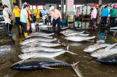 Donmuş mavi yüzgeçli ton balığı açık arttırmayı bekliyor, Donggang balık pazarı açık arttırma sahnesi Pingtung, Tayvan 'da..