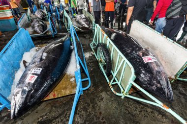 Donmuş mavi yüzgeçli ton balığı açık arttırmayı bekliyor, Donggang balık pazarı açık arttırma sahnesi Pingtung, Tayvan 'da..