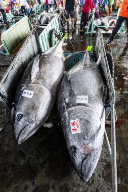 Donmuş mavi yüzgeçli ton balığı açık arttırmayı bekliyor, Donggang balık pazarı açık arttırma sahnesi Pingtung, Tayvan 'da..