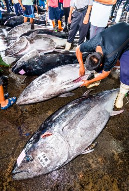 Donmuş mavi yüzgeçli ton balığı açık arttırmayı bekliyor, Donggang balık pazarı açık arttırma sahnesi Pingtung, Tayvan 'da..
